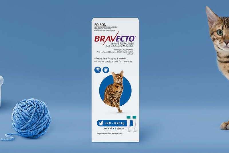 Bravecto Spot-on for Cats